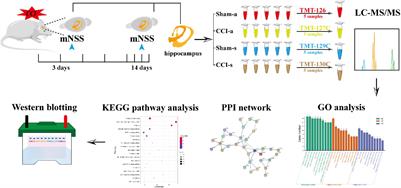 Quantitative Proteomics Reveals the Dynamic Pathophysiology Across Different Stages in a Rat Model of Severe Traumatic Brain Injury